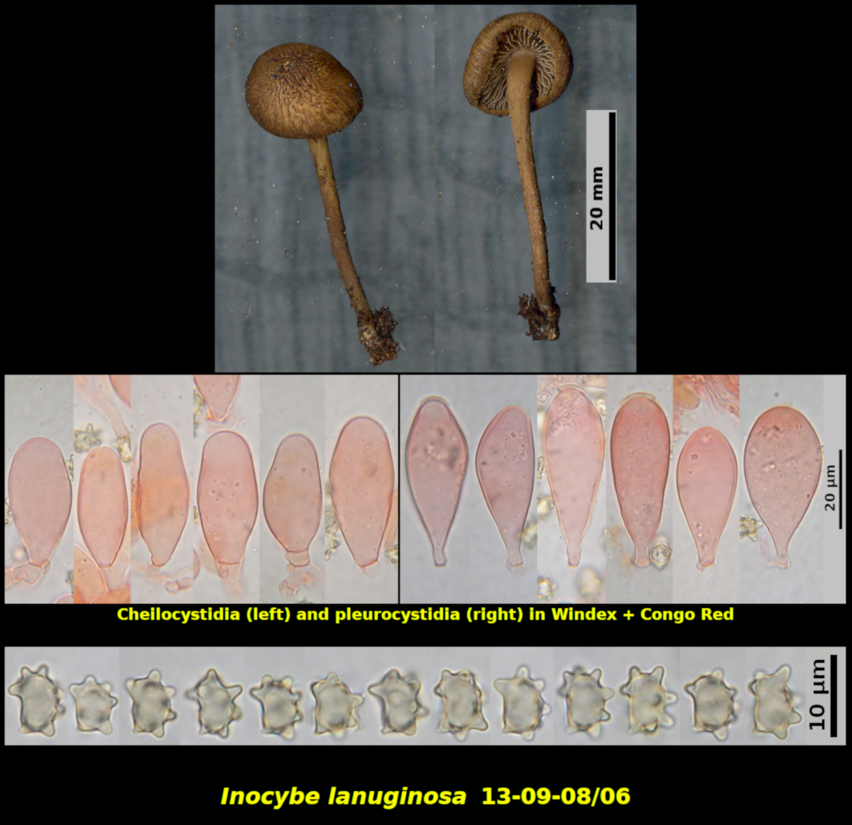 Picture of Inocybe_lanuginosa13-09-08/06